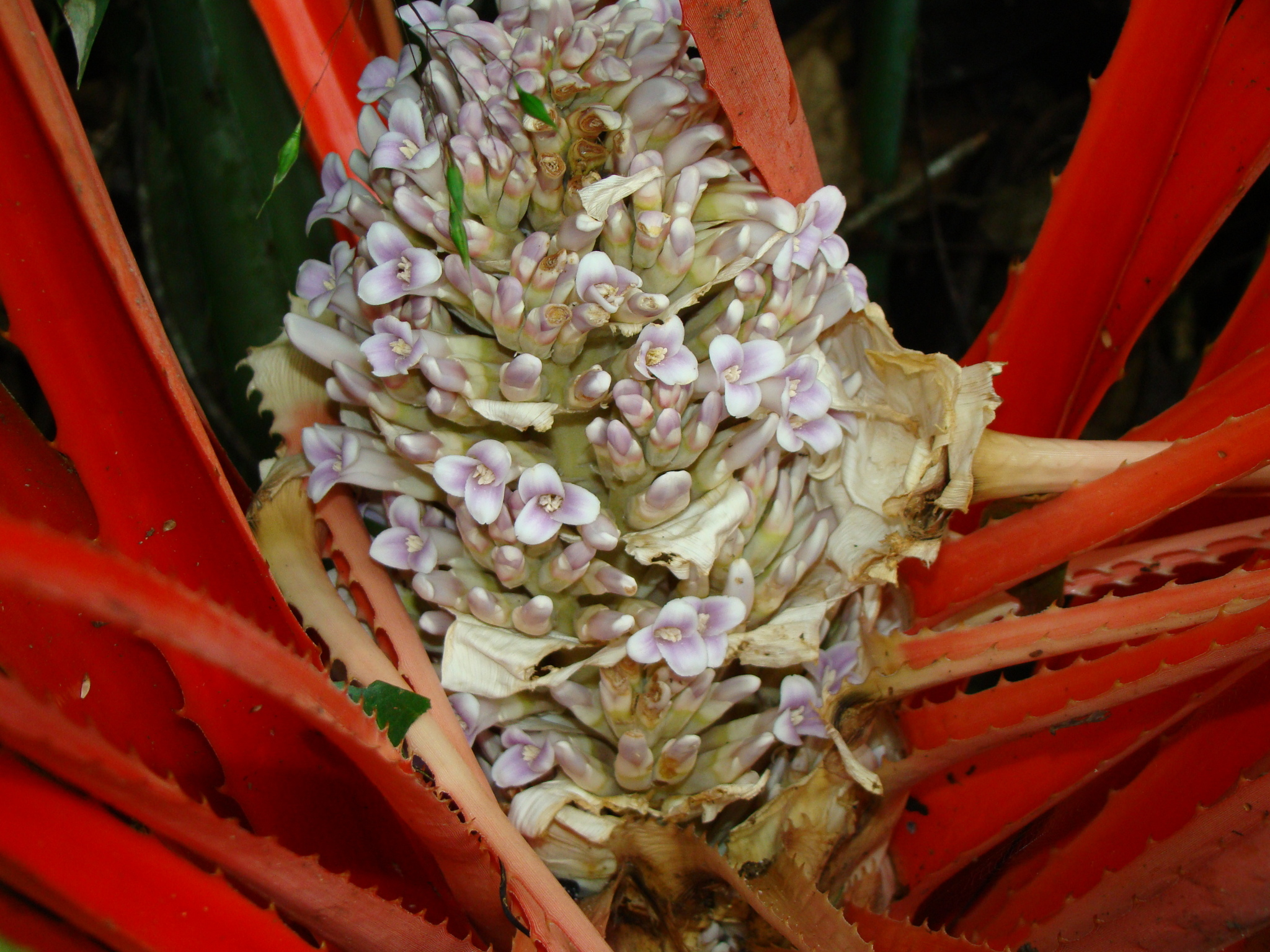 Bromelia antiacantha
