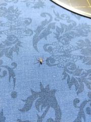 Philodromidae