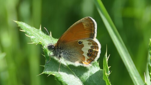 Pearly Heath