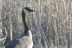 Branta canadensis moffitti