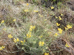 Physaria engelmannii