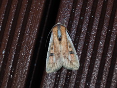 Mythimna albomarginata