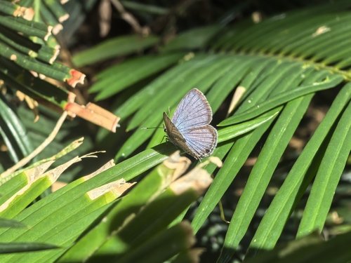 Plains Cupid