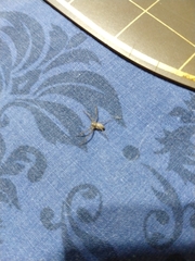 Philodromidae