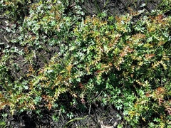 Grevillea acanthifolia