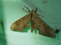 Marumba