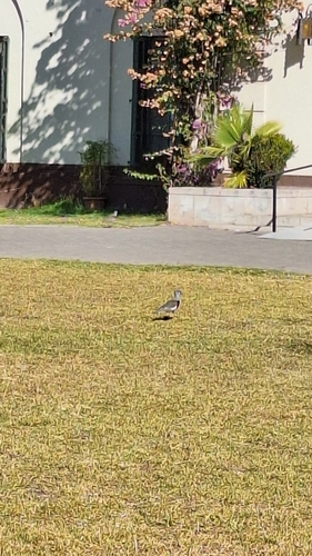 Southern Lapwing