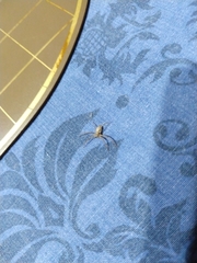Philodromidae