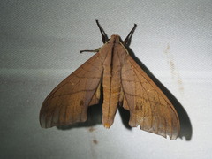 Marumba