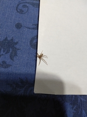 Philodromidae