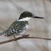 Green Kingfisher - Photo (c) Dmitry Mozzherin, some rights reserved (CC BY-NC-SA)