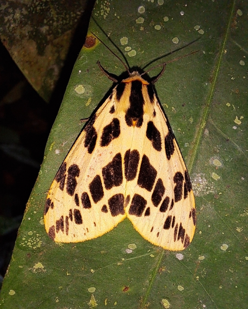 Spilosoma arctichroa (Spilosoma arctichroa)
