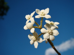 Nectandra lanceolata