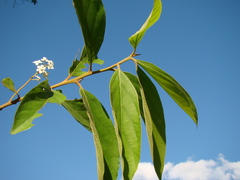 Nectandra lanceolata