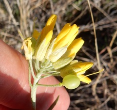 Physaria engelmannii