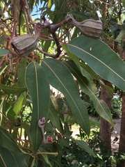 Corymbia ptychocarpa