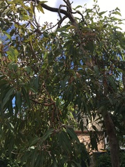 Corymbia ptychocarpa