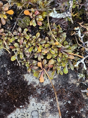 Wahlenbergia pygmaea, photograph 4