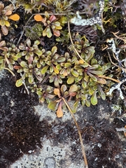 Wahlenbergia pygmaea, photograph author not stated, no rights reserved