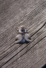 Furcula scolopendrina