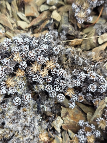 Raoulia albosericea, photograph 6