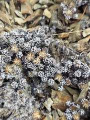 Raoulia albosericea, photograph author not stated, no rights reserved