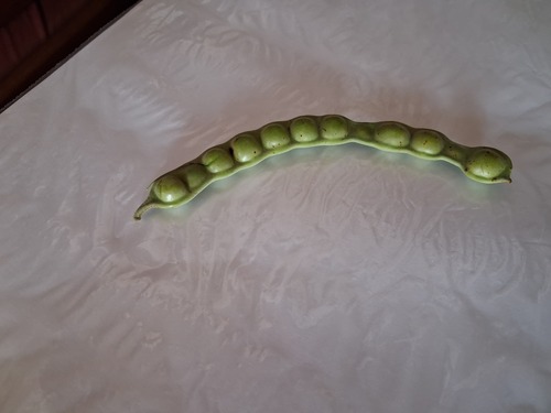 Sweet-scented Pod