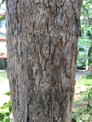 Corymbia ptychocarpa