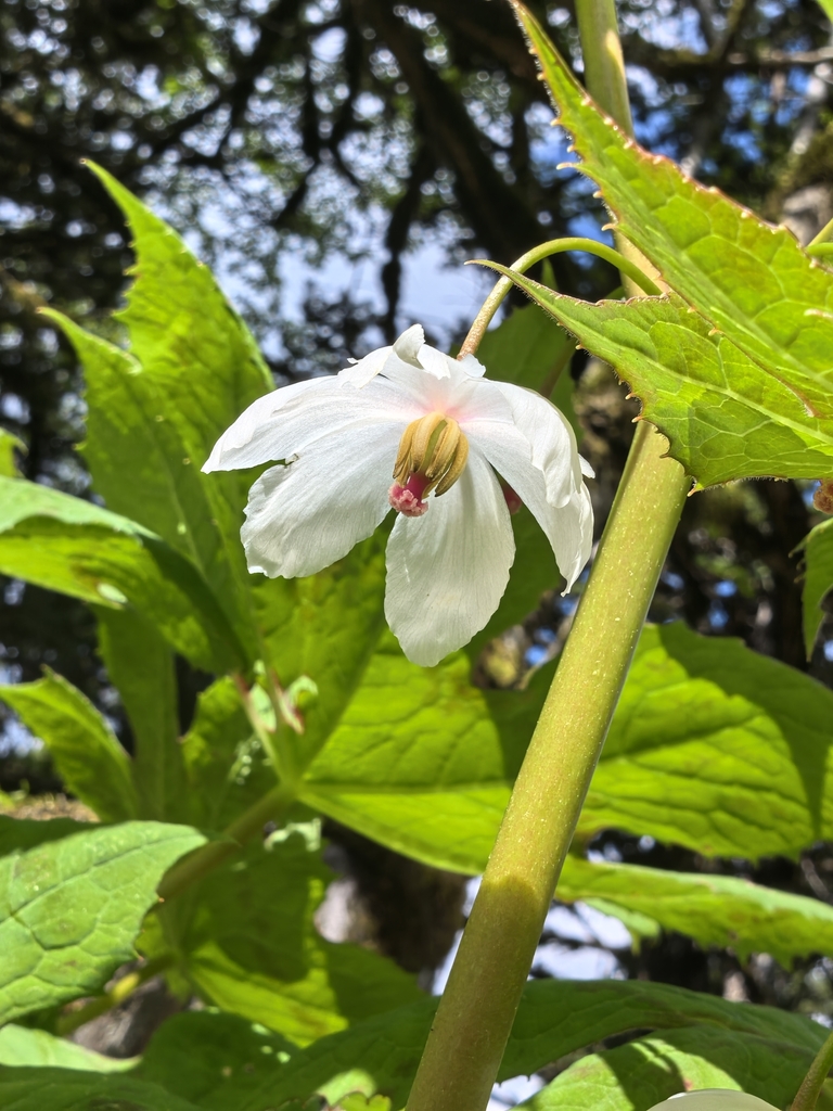 Podophyllum tsayuense