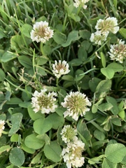 Trifolium repens