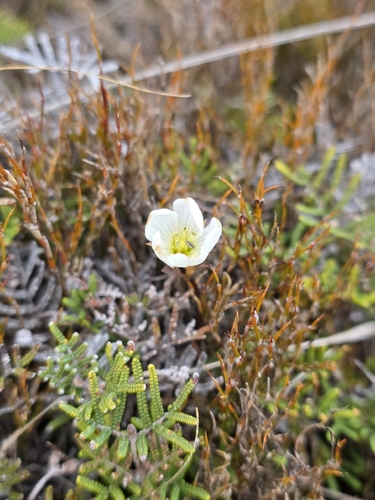 Gentianella bellidifolia, photograph 2