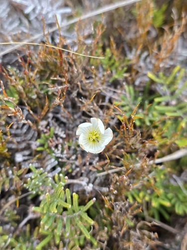 Gentianella bellidifolia, photograph 3