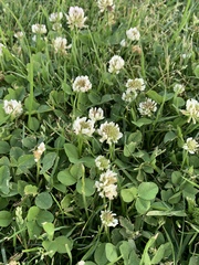 Trifolium repens
