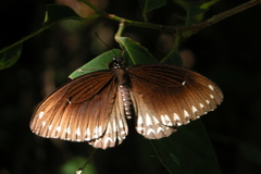Papilio dravidarum