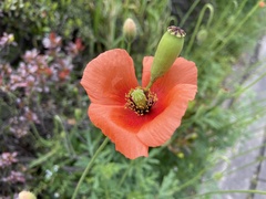 Papaver dubium