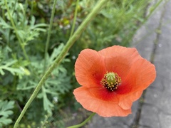 Papaver dubium