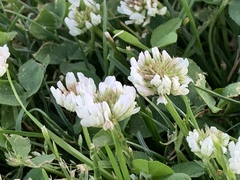 Trifolium repens