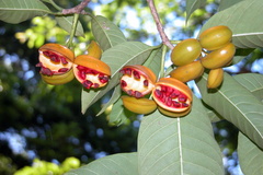Tabernaemontana alternifolia