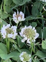 Trifolium repens