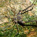 Geraeocormobius rohri - Photo (c) Douglas Meyer, μερικά δικαιώματα διατηρούνται (CC BY-NC), uploaded by Douglas Meyer