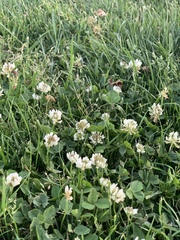 Trifolium repens