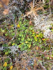 author not stated, no rights reserved Ourisia vulcanica, photograph author not stated, no rights reserved