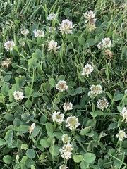 Trifolium repens