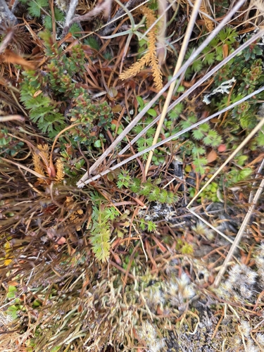 Anisotome aromatica, photograph 4