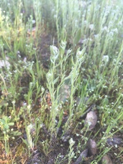 Micropus californicus