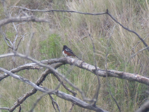 Spotted Towhee