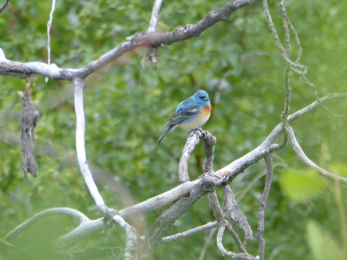 Lazuli Bunting