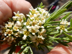 Comandra umbellata pallida