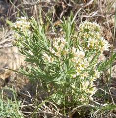 Comandra umbellata pallida