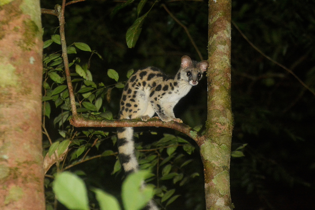Spotted Linsang